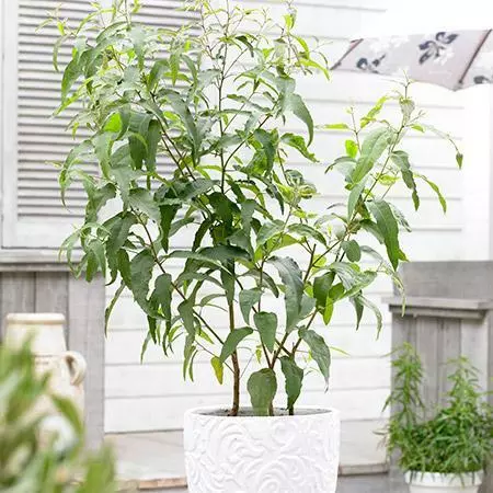 Fast Growing Trees Lemon Eucalyptus Tree 4 Fast Growing Trees Lemon Eucalyptus Tree