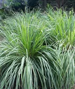 Fast Growing Trees Ornamental Grasses Lemon Grass Plant (Cymbopogon Citratus) 10 Fast Growing Trees Ornamental Grasses Lemon Grass Plant (Cymbopogon Citratus)