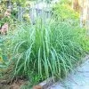 Fast Growing Trees Ornamental Grasses Lemon Grass Plant (Cymbopogon Citratus) 2 Fast Growing Trees Ornamental Grasses Lemon Grass Plant (Cymbopogon Citratus)