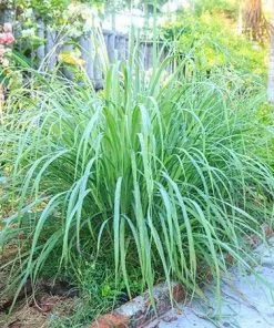 Fast Growing Trees Ornamental Grasses Lemon Grass Plant (Cymbopogon Citratus) 8 Fast Growing Trees Ornamental Grasses Lemon Grass Plant (Cymbopogon Citratus)