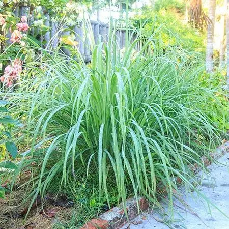 Fast Growing Trees Ornamental Grasses Lemon Grass Plant (Cymbopogon Citratus) 4 Fast Growing Trees Ornamental Grasses Lemon Grass Plant (Cymbopogon Citratus)