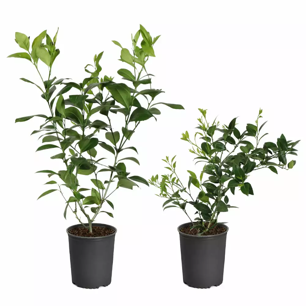 Fast Growing Trees Citrus Trees Meyer Lemon Bush 7 Fast Growing Trees Citrus Trees Meyer Lemon Bush