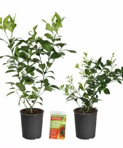 Fast Growing Trees Citrus Trees Meyer Lemon Bush 15 Fast Growing Trees Citrus Trees Meyer Lemon Bush