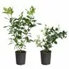 Fast Growing Trees Meyer Lemon + Key Lime Bush Pack 2 Fast Growing Trees Meyer Lemon + Key Lime Bush Pack