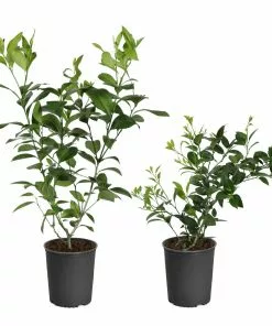 Fast Growing Trees Key Lime Bush Citrus Trees