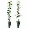 Fast Growing Trees Meyer Lemon + Key Lime Tree Pack Citrus Trees 2 Fast Growing Trees Meyer Lemon + Key Lime Tree Pack Citrus Trees