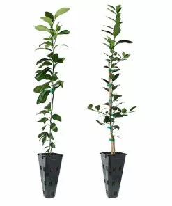 Fast Growing Trees Meyer Lemon + Key Lime Tree Pack Citrus Trees