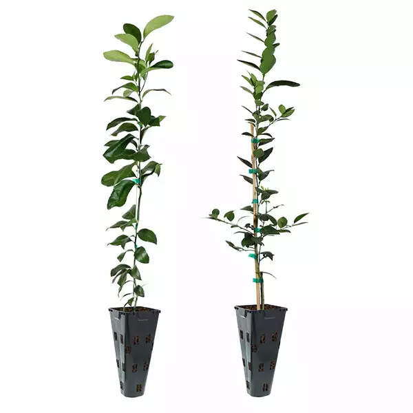 Fast Growing Trees Meyer Lemon + Key Lime Tree Pack Citrus Trees 3 Fast Growing Trees Meyer Lemon + Key Lime Tree Pack Citrus Trees