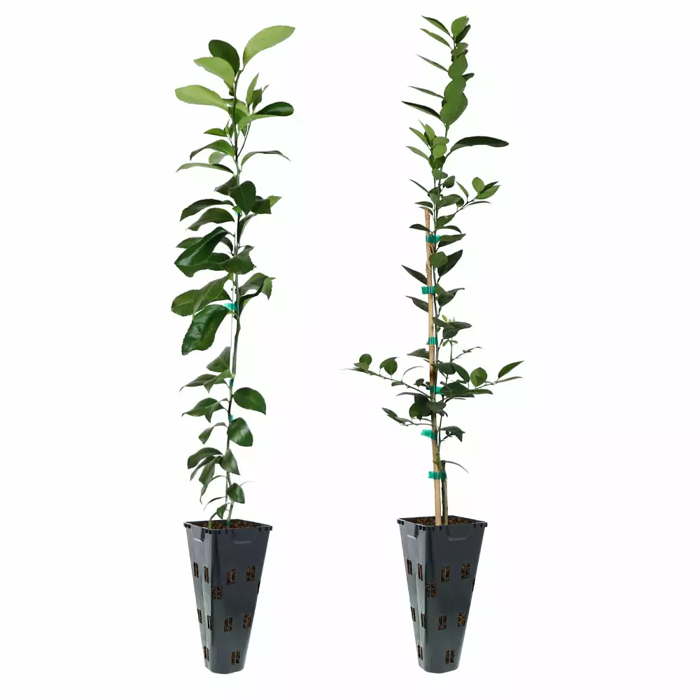 Fast Growing Trees Meyer Lemon + Key Lime Tree Pack Citrus Trees 5 Fast Growing Trees Meyer Lemon + Key Lime Tree Pack Citrus Trees