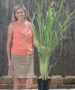 Fast Growing Trees Ornamental Grasses Lemon Grass Plant (Cymbopogon Citratus) 11 Fast Growing Trees Ornamental Grasses Lemon Grass Plant (Cymbopogon Citratus)