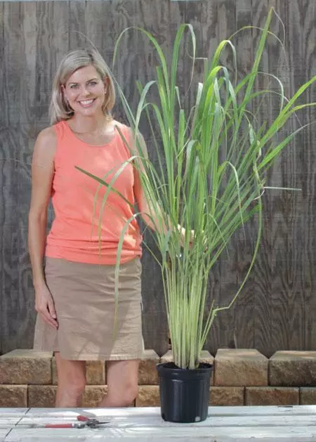 Fast Growing Trees Ornamental Grasses Lemon Grass Plant (Cymbopogon Citratus) 7 Fast Growing Trees Ornamental Grasses Lemon Grass Plant (Cymbopogon Citratus)
