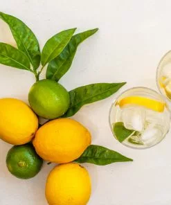 Fast Growing Trees Lemon-Lime Citrus Bush 7 Fast Growing Trees Lemon-Lime Citrus Bush