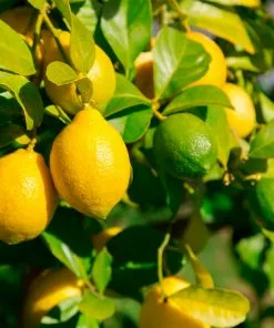 Fast Growing Trees Citrus Trees Lemon-Lime Citrus Tree