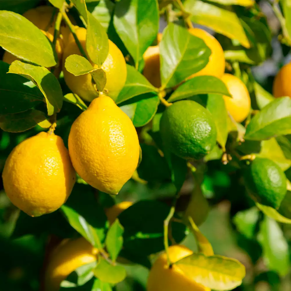 Fast Growing Trees Lemon-Lime Citrus Bush 4 Fast Growing Trees Lemon-Lime Citrus Bush