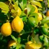 Fast Growing Trees Lemon-Lime Citrus Bush