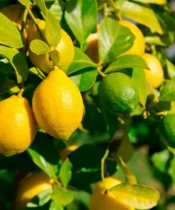 Fast Growing Trees Lemon-Lime Citrus Bush