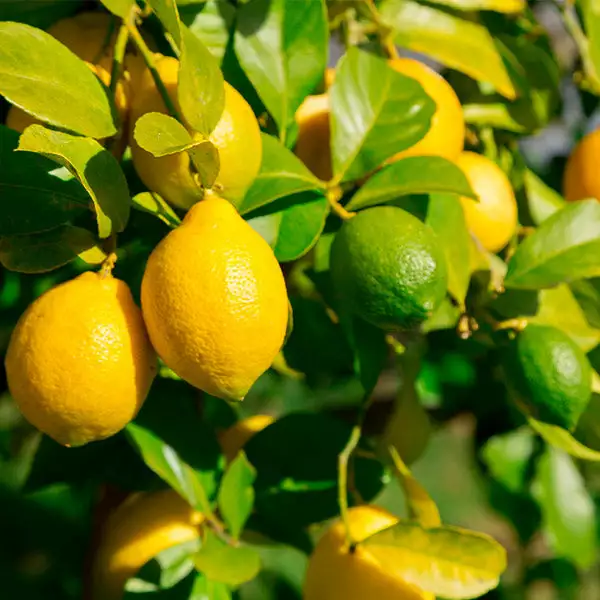 Fast Growing Trees Lemon-Lime Citrus Bush 3 Fast Growing Trees Lemon-Lime Citrus Bush