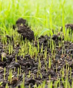 Fast Growing Trees Lesco Double Eagle Ryegrass Seed Erosion Control 9 Fast Growing Trees Lesco Double Eagle Ryegrass Seed Erosion Control