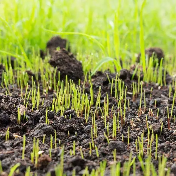 Fast Growing Trees Lesco Double Eagle Ryegrass Seed Erosion Control 6 Fast Growing Trees Lesco Double Eagle Ryegrass Seed Erosion Control