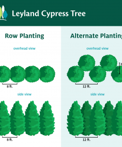 Fast Growing Trees Leyland Cypress Tree Cypress Trees 15 Fast Growing Trees Leyland Cypress Tree Cypress Trees