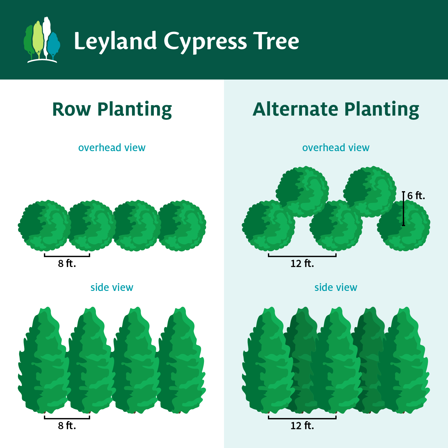 Fast Growing Trees Leyland Cypress Tree Cypress Trees 9 Fast Growing Trees Leyland Cypress Tree Cypress Trees
