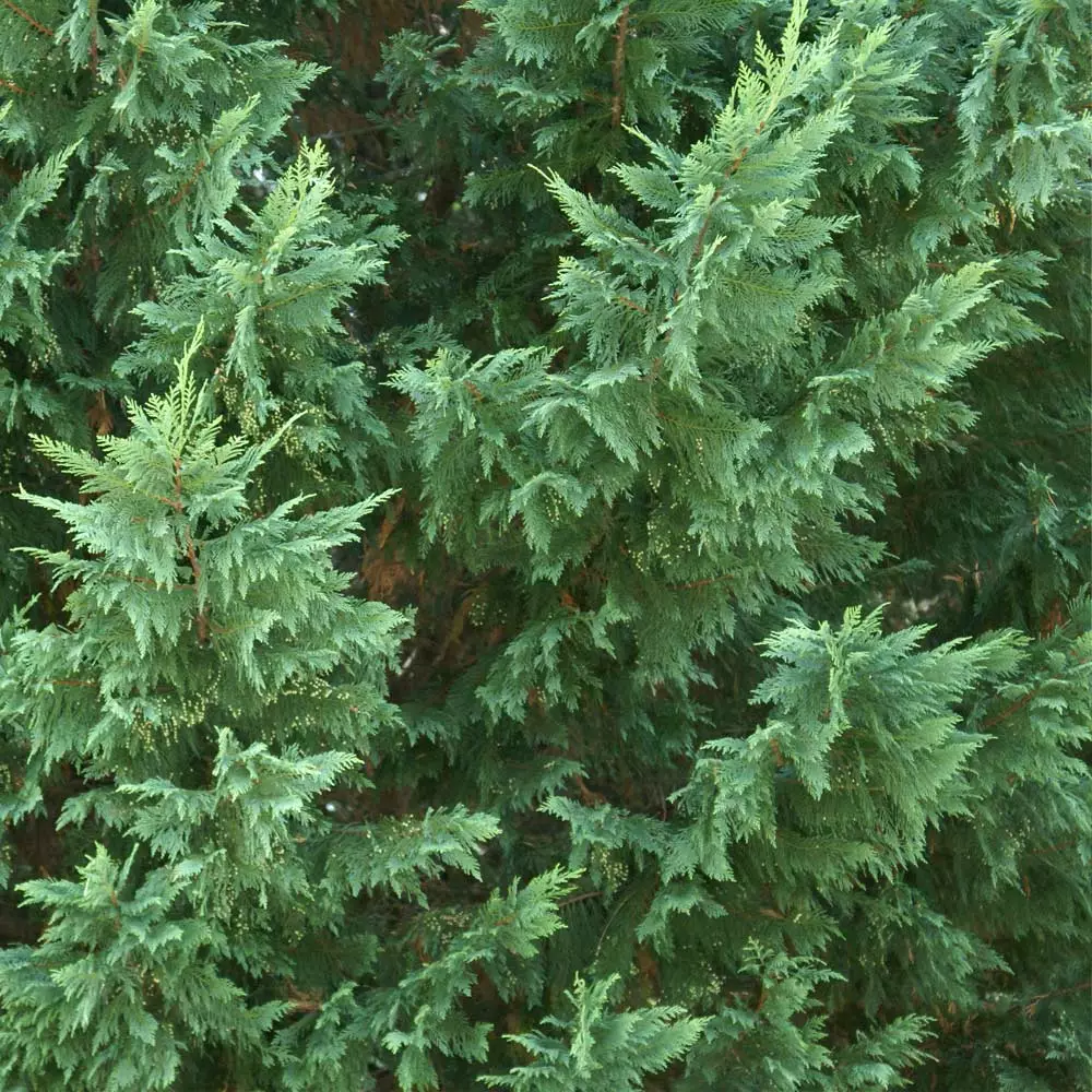 Fast Growing Trees Leyland Cypress Tree Cypress Trees 5 Fast Growing Trees Leyland Cypress Tree Cypress Trees