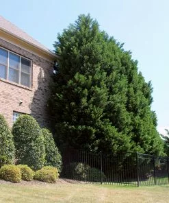 Fast Growing Trees Leyland Cypress Tree Cypress Trees 12 Fast Growing Trees Leyland Cypress Tree Cypress Trees