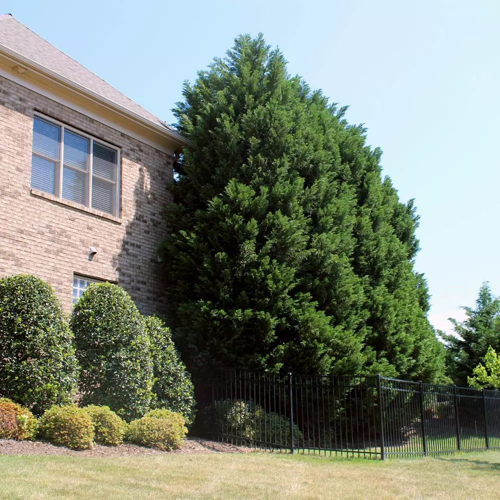 Fast Growing Trees Leyland Cypress Tree Cypress Trees 6 Fast Growing Trees Leyland Cypress Tree Cypress Trees