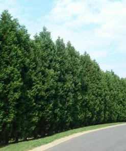 Fast Growing Trees Leyland Cypress Tree Cypress Trees