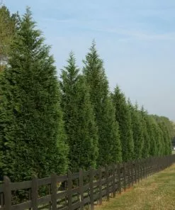 Fast Growing Trees Leyland Cypress Tree Cypress Trees 13 Fast Growing Trees Leyland Cypress Tree Cypress Trees