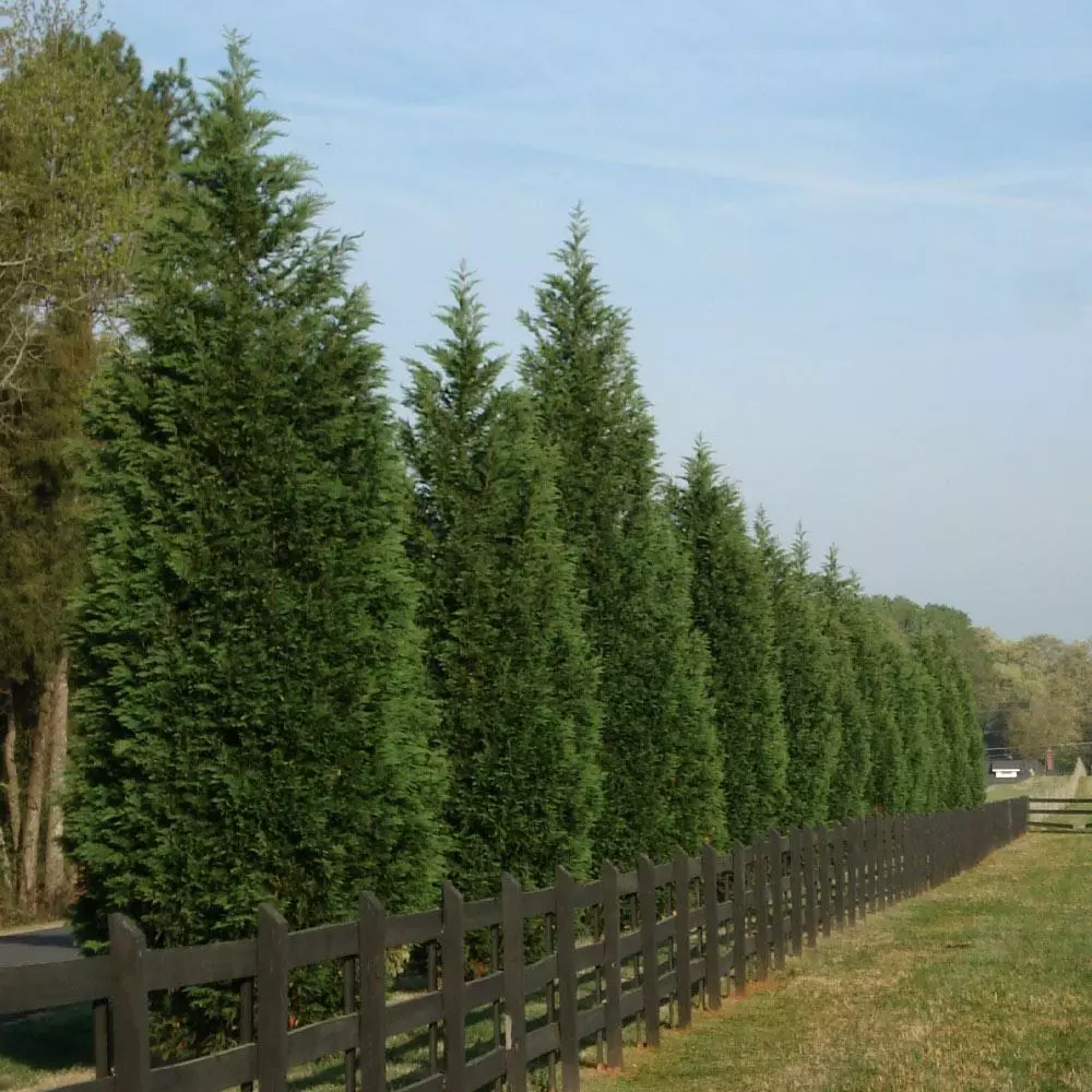 Fast Growing Trees Leyland Cypress Tree Cypress Trees 7 Fast Growing Trees Leyland Cypress Tree Cypress Trees