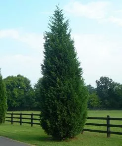 Fast Growing Trees Leyland Cypress Tree Cypress Trees 14 Fast Growing Trees Leyland Cypress Tree Cypress Trees