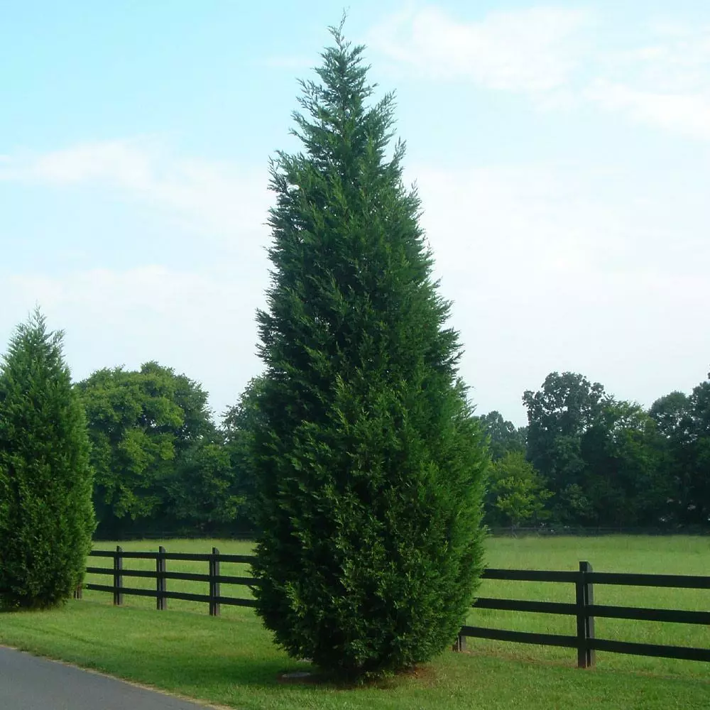 Fast Growing Trees Leyland Cypress Tree Cypress Trees 8 Fast Growing Trees Leyland Cypress Tree Cypress Trees