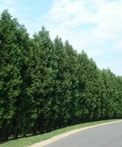Fast Growing Trees Leyland Cypress Tree Cypress Trees