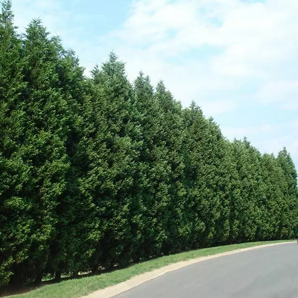 Fast Growing Trees Leyland Cypress Tree Cypress Trees 3 Fast Growing Trees Leyland Cypress Tree Cypress Trees