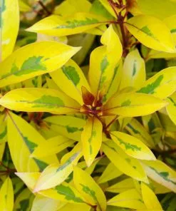 Fast Growing Trees Lime Sizzler™ Firebush See All Shrubs & Hedges