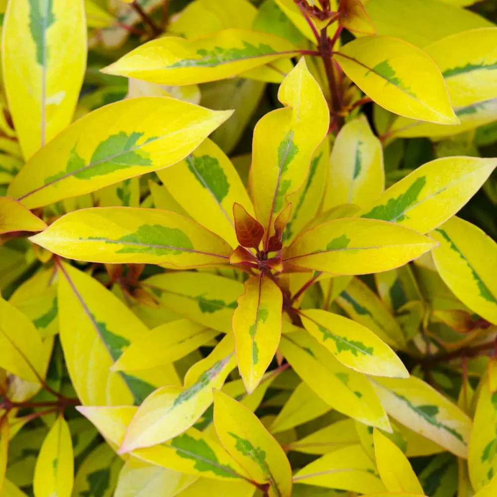 Fast Growing Trees Lime Sizzler™ Firebush See All Shrubs & Hedges 4 Fast Growing Trees Lime Sizzler™ Firebush See All Shrubs & Hedges