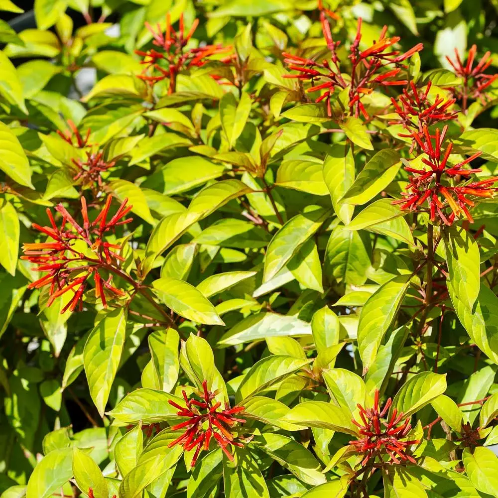 Fast Growing Trees Lime Sizzler™ Firebush See All Shrubs & Hedges 5 Fast Growing Trees Lime Sizzler™ Firebush See All Shrubs & Hedges