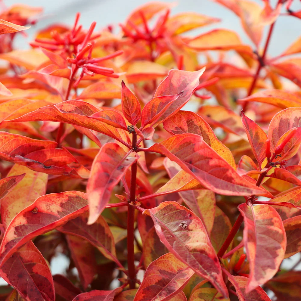 Fast Growing Trees Lime Sizzler™ Firebush See All Shrubs & Hedges 6 Fast Growing Trees Lime Sizzler™ Firebush See All Shrubs & Hedges