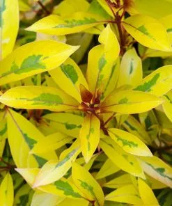 Fast Growing Trees Lime Sizzler™ Firebush See All Shrubs & Hedges