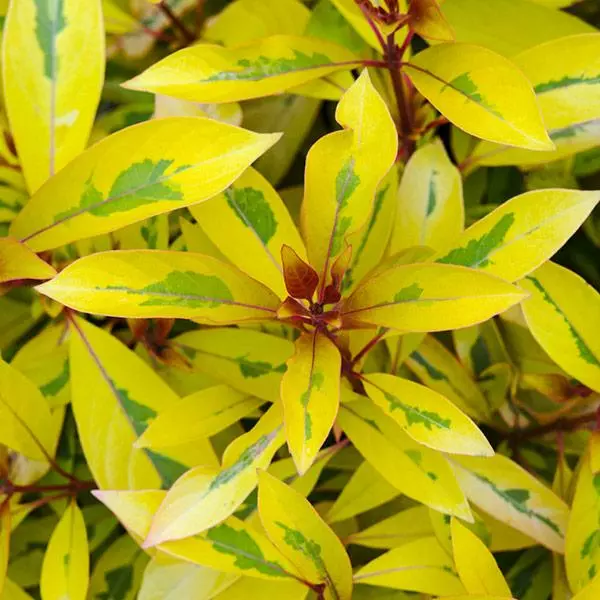 Fast Growing Trees Lime Sizzler™ Firebush See All Shrubs & Hedges 3 Fast Growing Trees Lime Sizzler™ Firebush See All Shrubs & Hedges