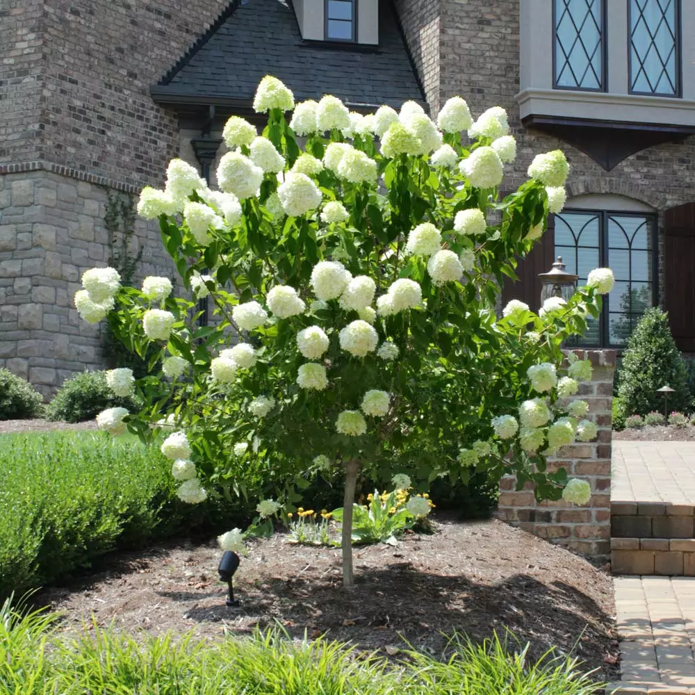 Fast Growing Trees See All Flowering Trees Limelight Hydrangea Tree 4 Fast Growing Trees See All Flowering Trees Limelight Hydrangea Tree