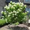 Fast Growing Trees See All Flowering Trees Limelight Hydrangea Tree 1 Fast Growing Trees See All Flowering Trees Limelight Hydrangea Tree