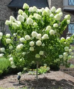Fast Growing Trees See All Flowering Trees Limelight Hydrangea Tree