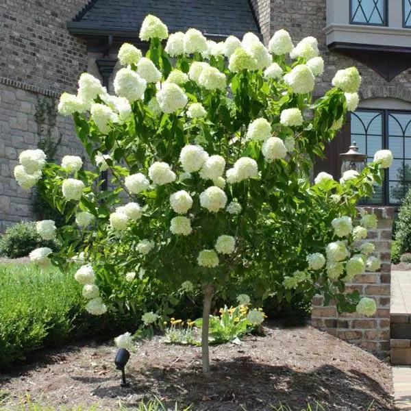 Fast Growing Trees See All Flowering Trees Limelight Hydrangea Tree 3 Fast Growing Trees See All Flowering Trees Limelight Hydrangea Tree
