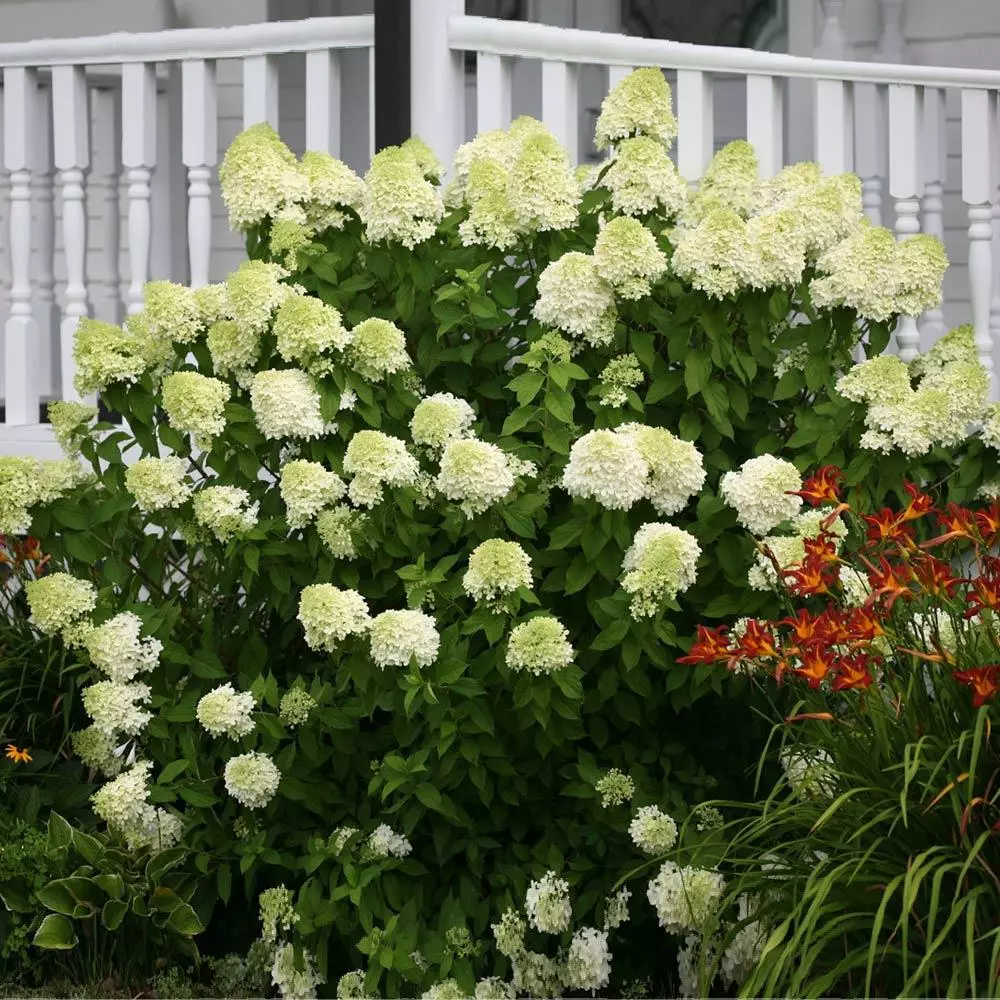 Fast Growing Trees Limelight Hydrangea Shrub See All Flowering Trees 4 Fast Growing Trees Limelight Hydrangea Shrub See All Flowering Trees