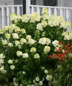 Fast Growing Trees Limelight Hydrangea Shrub See All Flowering Trees