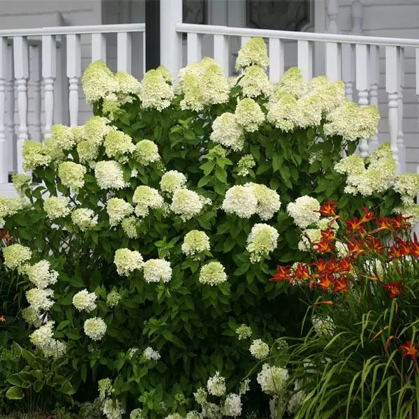 Fast Growing Trees Limelight Hydrangea Shrub See All Flowering Trees 3 Fast Growing Trees Limelight Hydrangea Shrub See All Flowering Trees