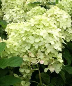 Fast Growing Trees See All Flowering Trees Limelight Hydrangea Tree 11 Fast Growing Trees See All Flowering Trees Limelight Hydrangea Tree