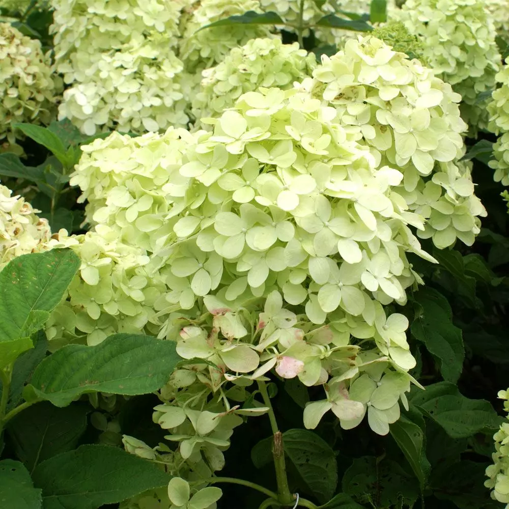 Fast Growing Trees See All Flowering Trees Limelight Hydrangea Tree 6 Fast Growing Trees See All Flowering Trees Limelight Hydrangea Tree